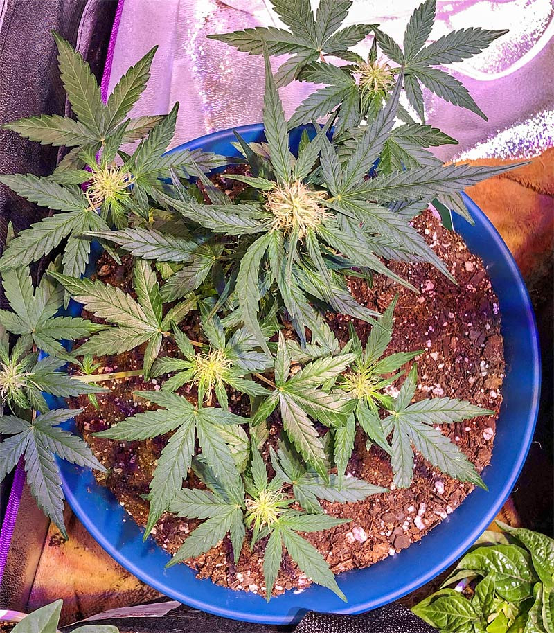 Auto Original Limonade Skunk (Victory Seeds) семена конопли — изображение 3