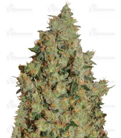 Tangerine Dream (Barney's Farm) семена конопли