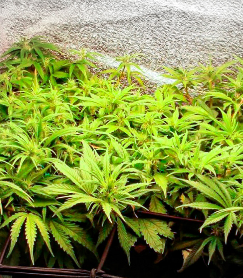 Deepforest Super Auto fem (Doctor's Choice) семена конопли — изображение 4