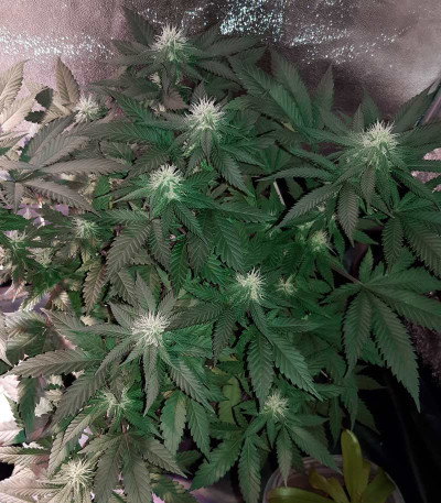 NHL Diesel (NYV Diesel) fem (Victory Seeds) — изображение 4