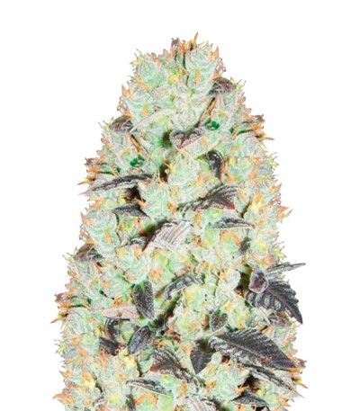 NHL Diesel (NYV Diesel) fem (Victory Seeds)