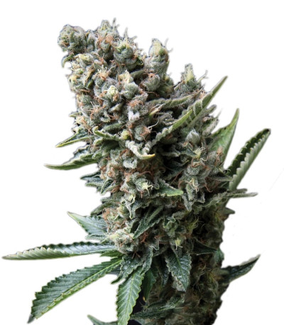 Семена сорта Auto Nefertiti fem (Pyramid Seeds)