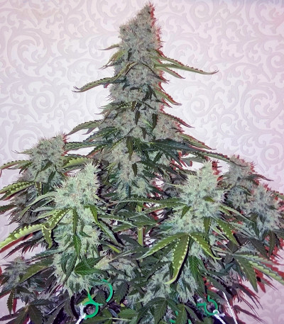 Семена сорта Auto Nefertiti fem (Pyramid Seeds) — изображение 4