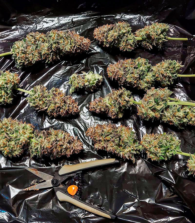 Семена сорта Gorilla Blue fem (Advanced Seeds) — изображение 2