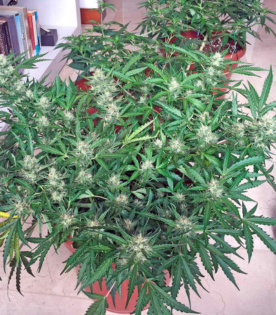 Семена сорта Swiss Cheese Automatic fem (Nirvana Seeds) — изображение 3