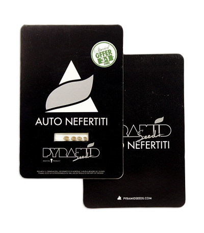 Семена сорта Auto Nefertiti fem (Pyramid Seeds) — изображение 2