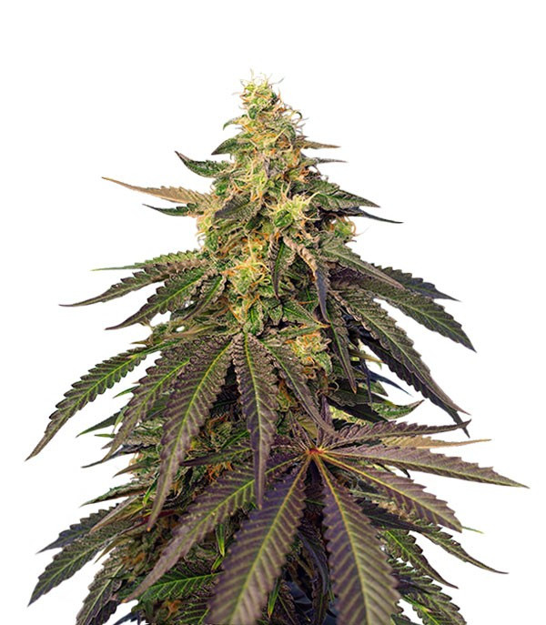 Семена сорта Cream Caramel CBD fem (Sweet Seeds)