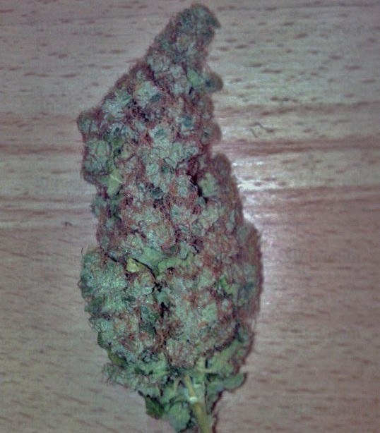 Haze Berry fem (RQS) семена конопли — изображение 3