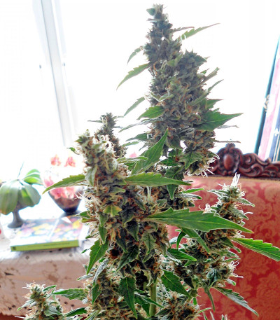 Wipeout Express auto (Heavyweight Seeds) семена конопли — изображение 4