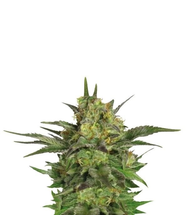 Haze Berry fem (RQS) семена конопли