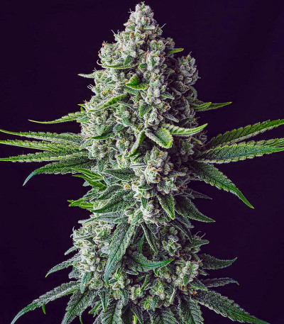 Zweet OG R2 fem (Ethos Genetics) семена конопли — изображение 2