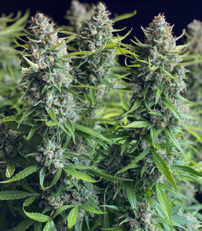 Auto Orange Bud fem (Dutch Passion) семена конопли — изображение 6