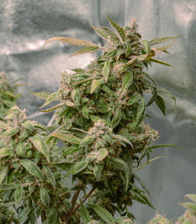 Auto Orange Bud fem (Dutch Passion) семена конопли — изображение 7