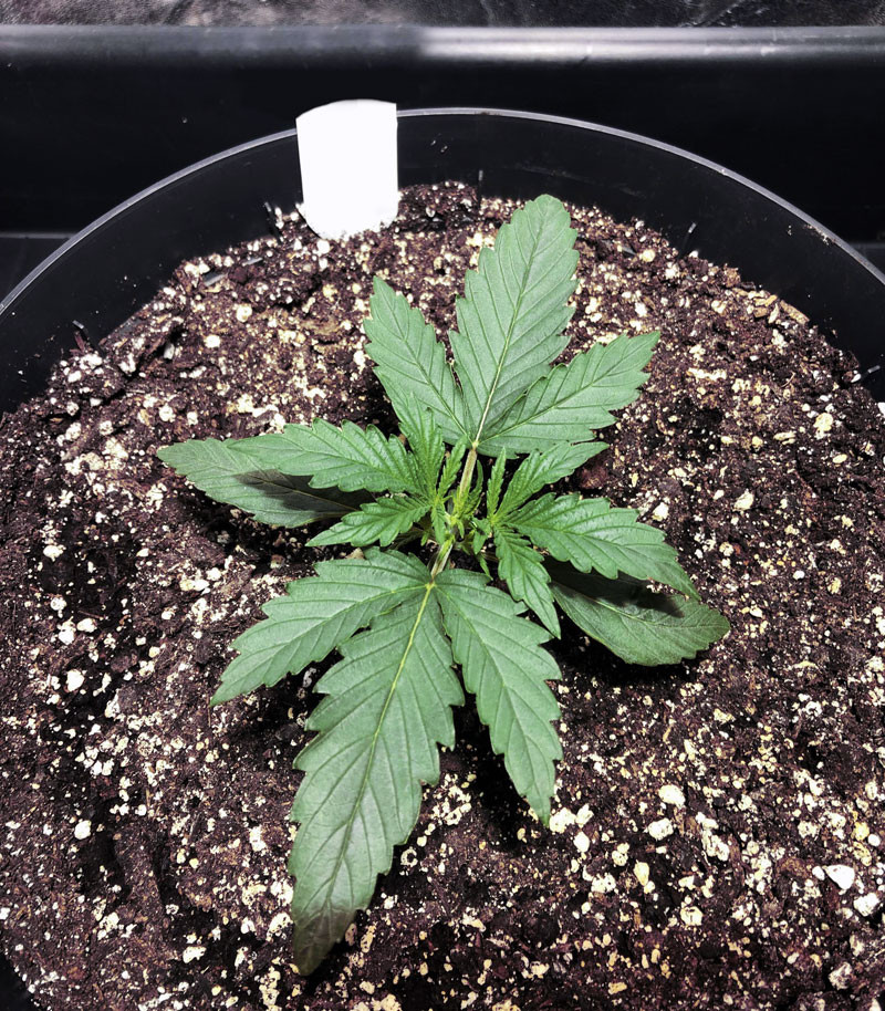 Gelato Auto fem (FastBuds) семена конопли — изображение 3