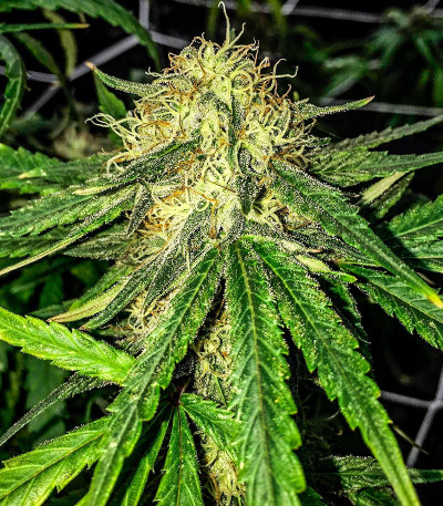 Glue Kripple fem (Dr. Krippling Seeds) семена конопли — изображение 6