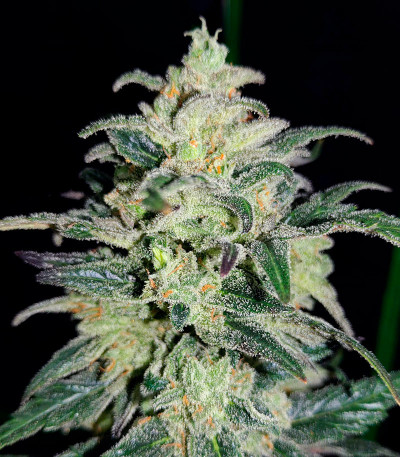 Mimosa Cake Auto fem (FastBuds) — изображение 4