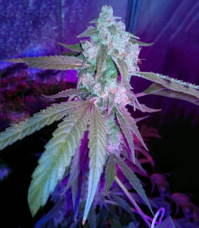 StarRyder auto fem (Dutch Passion) семена конопли — изображение 5