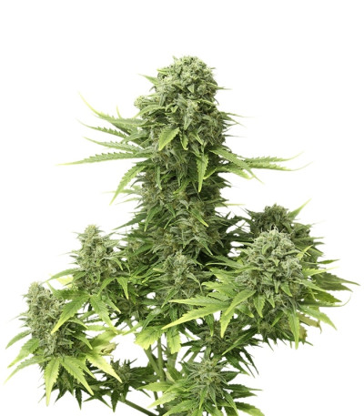StarRyder auto fem (Dutch Passion) семена конопли