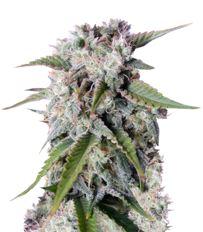 Tangie Auto (Tangie'matic auto) fem (FastBuds) семена конопли