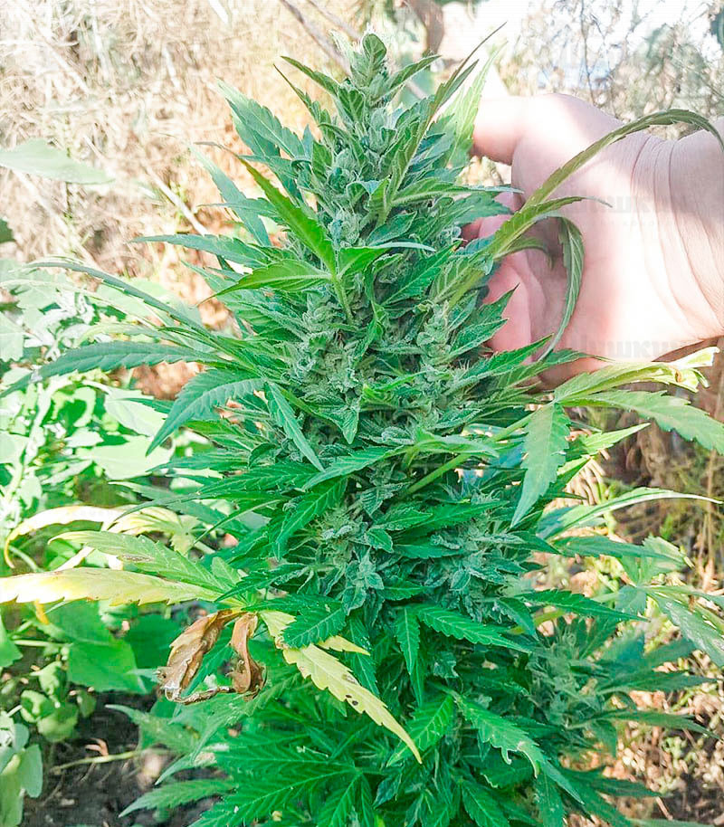 Zkittlez Auto fem (Cali Buds Seeds) семена конопли — изображение 4