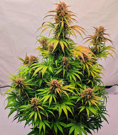 Lemon Cherry Cookies Auto fem (FastBuds) семена конопли — изображение 4