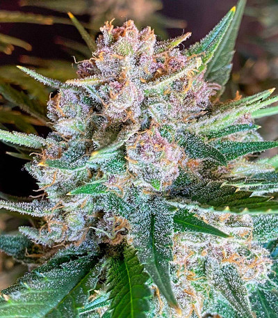 Lemon Cherry Cookies Auto fem (FastBuds) семена конопли — изображение 5