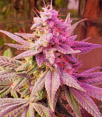 Strawberry Cheesecake Auto fem (Humboldt Seed Company) семена конопли — изображение 3