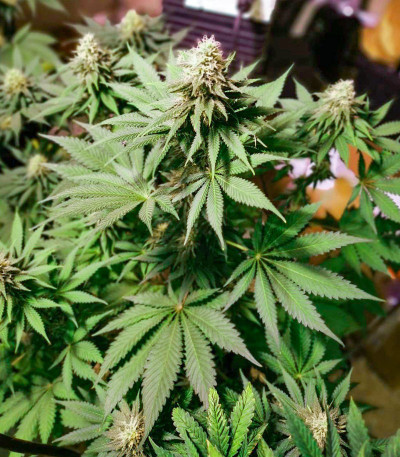 Lavanda Cream fem (Kalashnikov Seeds) семена конопли — изображение 5