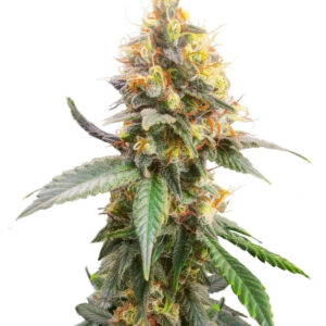 Jack Herer fem (Seedkeepers) семена конопли