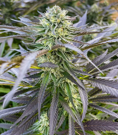Purple Punch F1 fem (Seedkeepers) семена конопли — изображение 7
