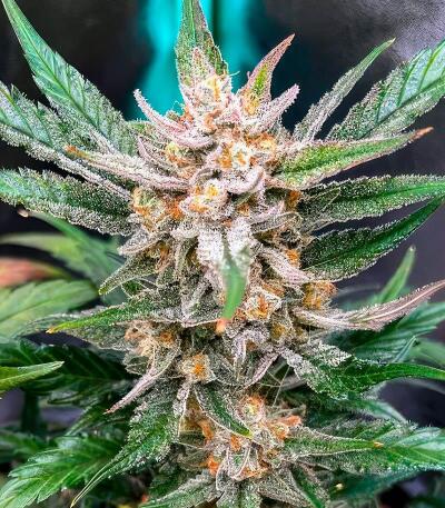 Guava Auto RF3 fem (FastBuds) семена конопли — изображение 3